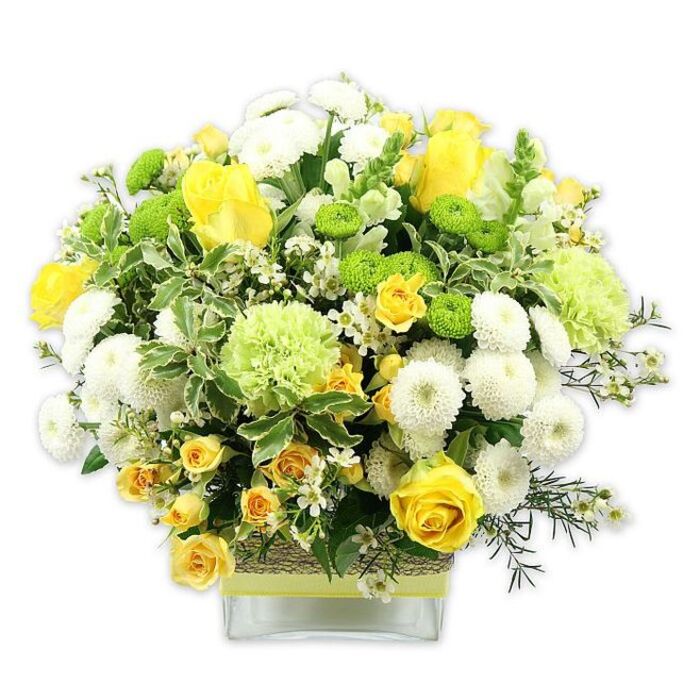 In this scene, a beautifully composed floral arrangement sits in a square, clear glass vase, the entire piece photographed against a pure white backdrop that makes every detail of the design easy to imagine. The bouquet forms a rounded, dome-like shape overflowing with cheerful yellows, fresh greens, and cool whites-very much in keeping with the bright, welcoming style often requested by customers around Hornsey and Crouch End. Prominent at the heart are yellow roses, with some blooms fully open to reveal plush, layered petals, while others stand as elegant buds, pointed and promising. Among them weave smaller yellow spray roses, their clusters of petite blooms adding intricacy and dimension. White pompom chrysanthemums appear all through the arrangement, their densely petalled, spherical heads bringing a calm, cushiony softness that offsets the brighter colours. Vivid lime green button chrysanthemums, neatly rounded and compact, provide crisp, modern accents of colour. Larger, fluffier pale green flowers-resembling decorative green chrysanthemums or frilled carnations-introduce gentle volume and a cooler, garden-like freshness. Tiny white filler flowers, possibly waxflower or gypsophila, are scattered artfully between the main blooms, contributing a fine, starry sparkle. Encircling the flowers is a thoughtful mix of greenery: dark, velvety green leaves; feathery filler foliage; and striking variegated leaves edged with creamy white, which add both light and graphic interest. The stems, visible through the clear glass, hint at the careful conditioning and arranging work behind the scenes at Hornsey Florist. Around the midpoint of the vase is a rustic band of textured material-perhaps woven fibre or bark-finished with a vivid lime green ribbon that picks up the tone of the green button chrysanthemums above. The bouquet feels bright yet composed, perfect for marking celebrations, offering congratulations, or simply adding a splash of fresh colour to a flat overlooking Alexandra Palace or a cosy home near the Broadway.