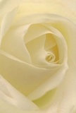 This photograph draws you into the centre of a delicate, cream-white rose, as if you are gently nestled amongst its velvety petals. The image evokes the freshness of a new morning in Hornsey, with the soft spirals of every fold suggesting dew-kissed tranquility found by the New River Path. The diffused light enriches the subtle ivory tones, creating gentle shadows that bring depth and quiet drama to the bloom's intricate architecture. The scene exudes peace and thoughtful intent-a bouquet ideal for moments of sympathy, admiration, or celebrating a new chapter. One can almost imagine the understated scent rising from the bouquet: soothing, sweet, and unmistakably fresh, as crafted by hands that know Hornsey's gentle rhythms. The close perspective captures not just the flower, but the careful emotion and artistry that define a special offering prepared for heartfelt delivery across the Hornsey community.